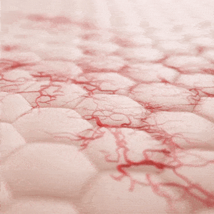 Delivers collagen to the source